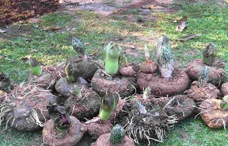 魔芋生长对环境条件的要求（魔芋种植环境要求）