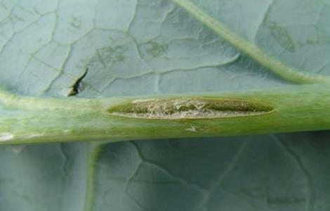 花椰菜缺硼症状及防治措施（花椰菜缺钙和硼的图片）