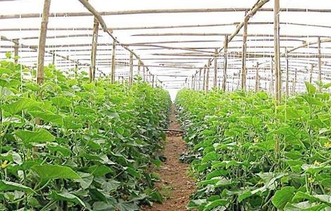 大棚蔬菜发生药害该怎么办(大棚蔬菜药害怎么缓解)