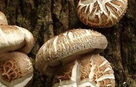 花菇的形成条件 花菇的形成条件是什么