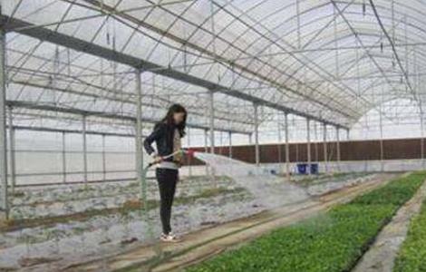 大棚蔬菜如何浇水 蔬菜大棚怎么浇水
