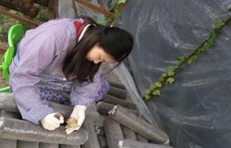 香菇有哪些接种方法（香菇有哪些接种方法呢）