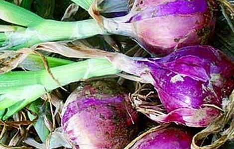 洋葱黄化干枯的原因及防治方法（洋葱黄化干枯的原因及防治方法图片）