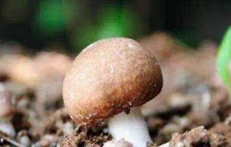 草菇不出菇的原因及解决方法(平菇不出菇怎么办)