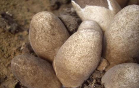 草菇死菇的原因（草菇死菇的原因是什么）