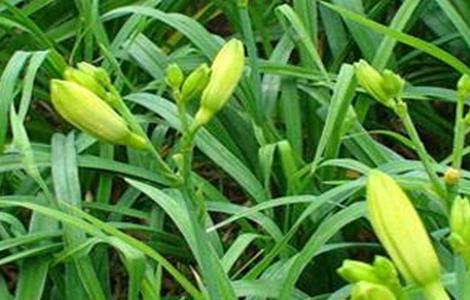 黄花菜的繁殖技术 黄花菜繁殖方式