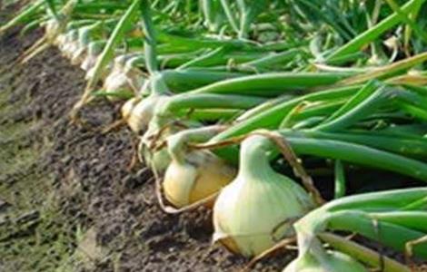 洋葱畸形的原因及防治方法(洋葱的病害)