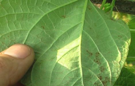 豆角发生药害的防治技术