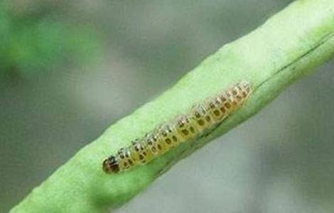 豆角钻心虫的防治技术（豆角钻心虫的防治技术视频）