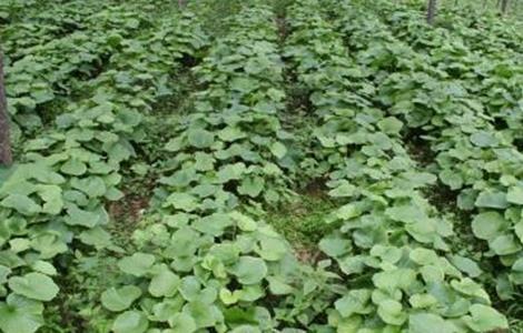 山葵的种植条件(山葵的种植条件是什么)