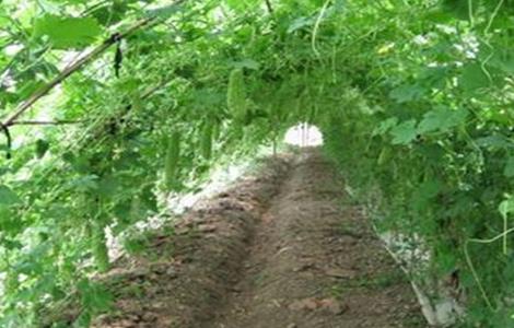 苦瓜不结瓜的原因及预防方法（苦瓜不结瓜的原因及措施）