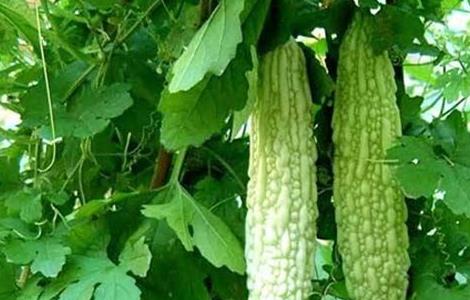 苦瓜化瓜的原因有哪些 苦瓜化瓜的原因有哪些呢