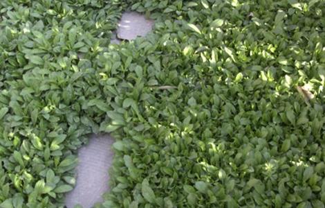 马兰种植需要注意的几点 马兰种植需要注意的几点事项