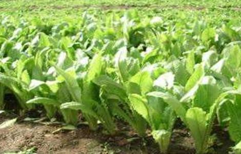 莴苣怎么施肥 莴苣怎么施肥和洗水