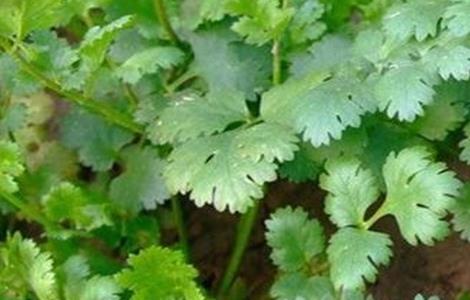 香菜叶片发白的原因及解决方法（香菜叶片发白是怎么回事）