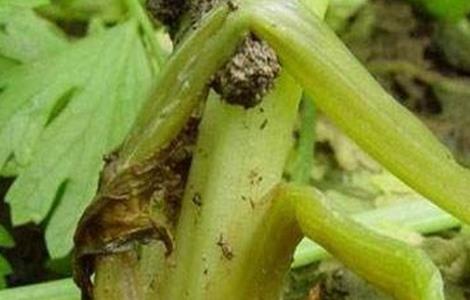 芹菜烧心的防治方法 芹菜烧心病怎么治