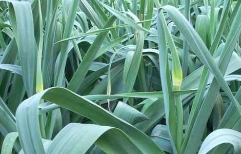 大蒜抽薹期注意事项 大蒜什么时候抽薹