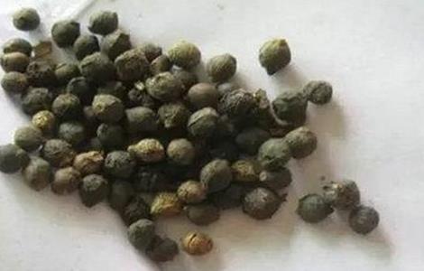 木耳菜种子催芽方法 木耳菜种子催芽方法图解