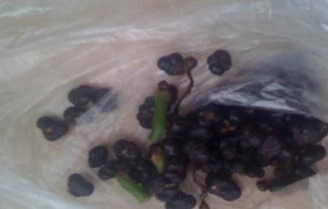 木耳菜种子催芽方法