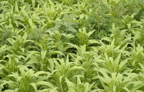 莴苣的育苗方法 莴苣的育苗方法有哪些