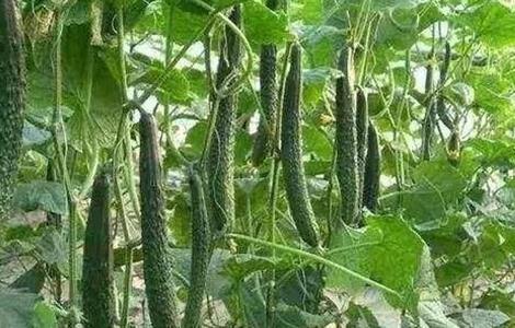大棚黄瓜春管四项注意 春季温室大棚黄瓜管理