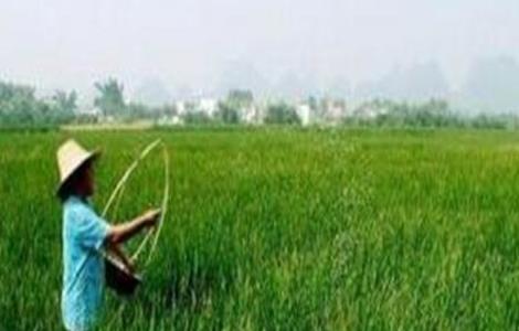 荸荠的施肥技术（荸荠的施肥技术视频）