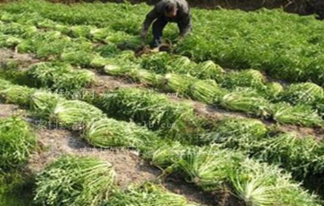 雪菜田间管理技术（雪菜田间管理技术培训）