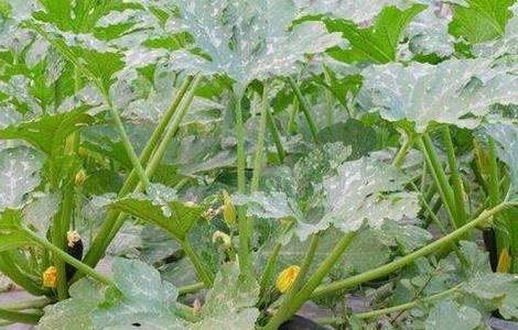 西葫芦死棵原因及防治方法 西葫芦死棵是什么引起的