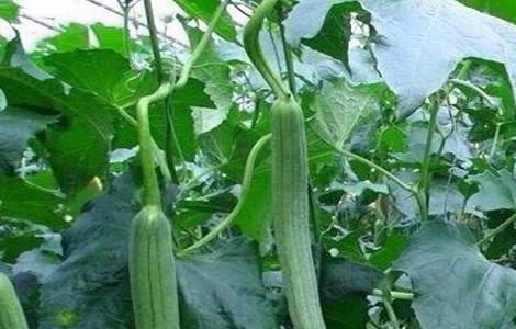 丝瓜化瓜怎么办 丝瓜化瓜是什么原因?怎么防止化瓜及高产