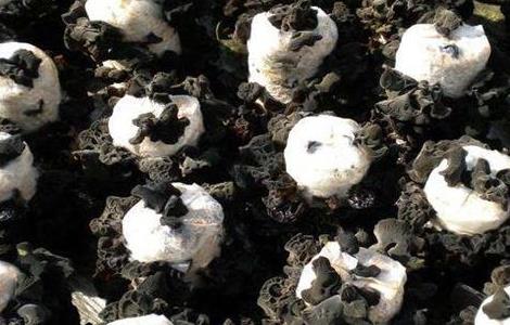 黑木耳流耳原因及防治措施 黑木耳流耳原因及防治措施怎么写