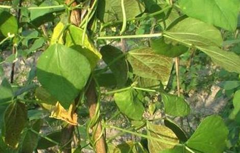 豆角叶片发黄的原因及防治方法（豆角叶片发黄的原因及防治方法图片）