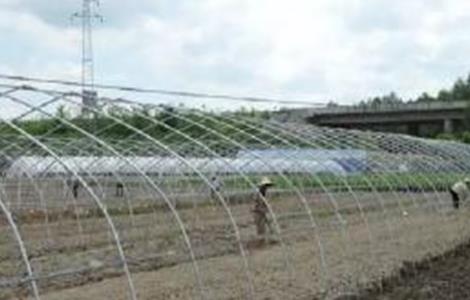 豆角的施肥技术 豆角的施肥技术与管理