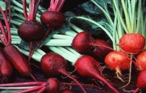 甜菜低产的原因 甜菜低产的原因分析