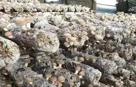 香菇菌棒转色失败怎么办 香菇菌棒转色不好怎么办