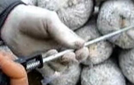 香菇快速催蕾技术 香菇快速催蕾技术视频