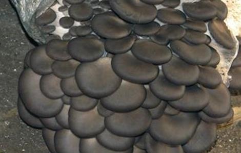 春季平菇管理要点（春季平菇出菇后管理措施）