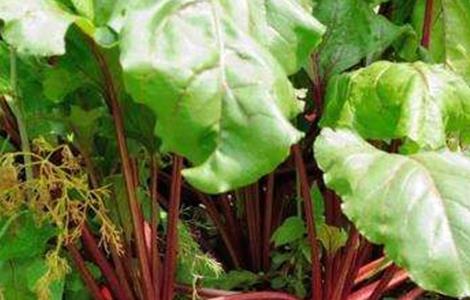 甜菜空心的原因及防治方法 甜菜空心是什么原因