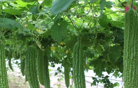 苦瓜结果少的原因是什么 苦瓜结果少的原因是什么呢