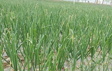 洋葱种植的田间管理技术 洋葱种植的田间管理技术有哪些