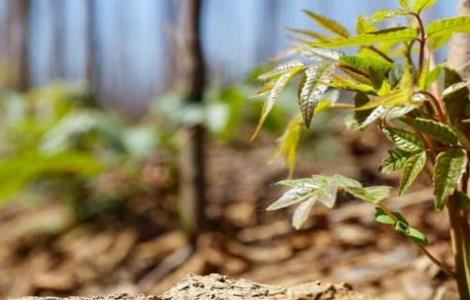 香椿种子怎么种（香椿种子怎么种出来的）