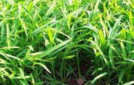 空心菜的育苗技术 空心菜的育苗技术和管理