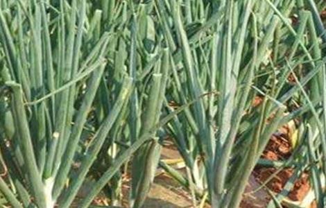 洋葱如何施肥（洋葱如何施肥视频）