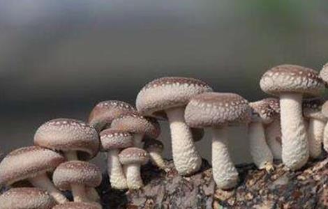 香菇的种植技术（香菇种植技术）