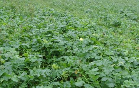 萝卜种植需要注意的一些问题（萝卜种植需要注意的一些问题是什么）
