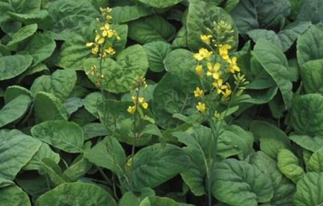 种植芥蓝需要注意什么 种植芥蓝的技术和方法