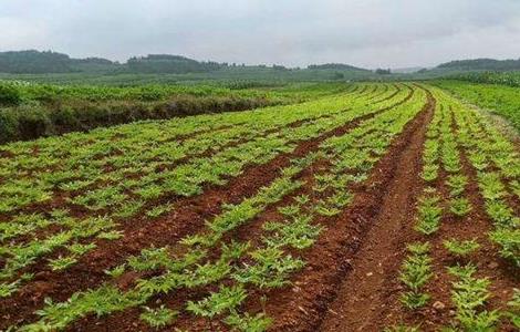 魔芋种植条件 魔芋种植条件 海拔