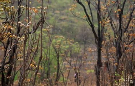香椿的田间管理要点 香椿的田间管理要点是什么