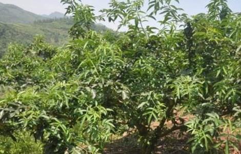 藤椒种植的注意事项 藤椒种植的注意事项有哪些