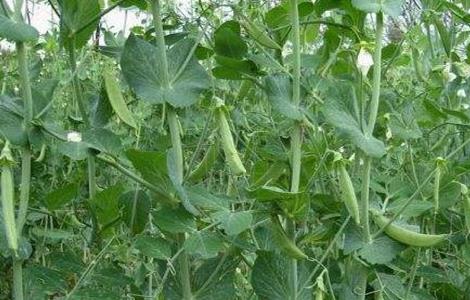 豌豆春季管理要点 豌豆春季管理要点是什么