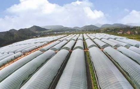 蔬菜大棚种植技术 反季节蔬菜大棚种植技术